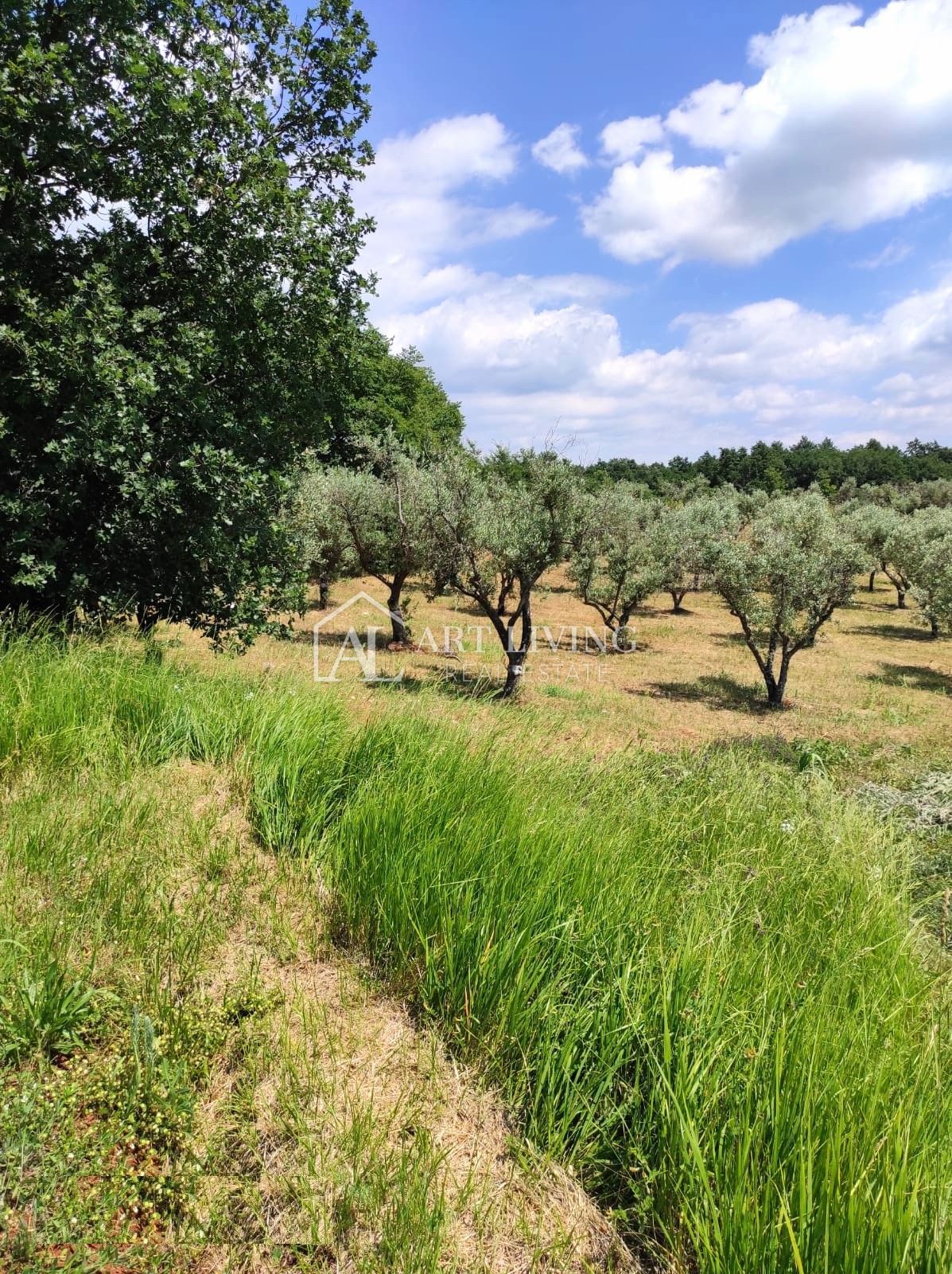 Istra, okolica Poreča – Privlačno kmetijsko zemljišče z oljčnim nasadom