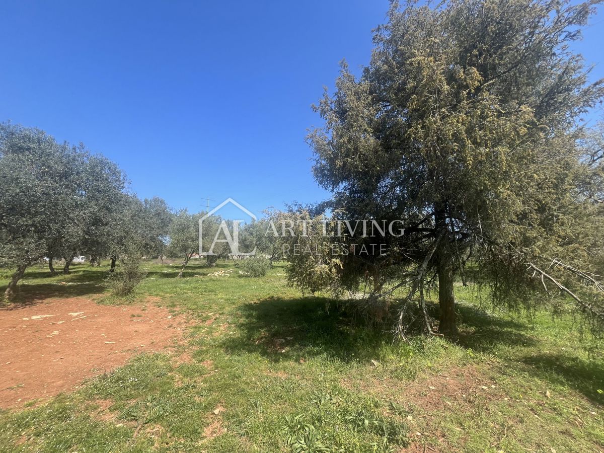 Buje - Kaštel - PRILOŽNOST, gradbeno zemljišče 1200 m2