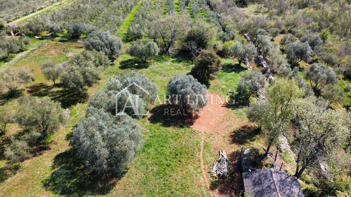 Buje - Kaštel - PRILOŽNOST, gradbeno zemljišče 1200 m2