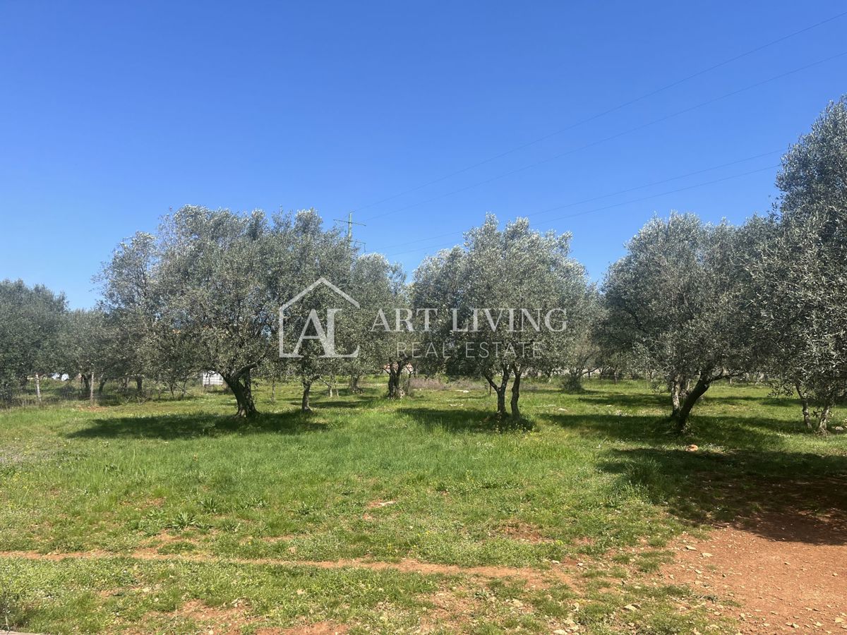 Buje - Kaštel - PRILOŽNOST, gradbeno zemljišče 1200 m2