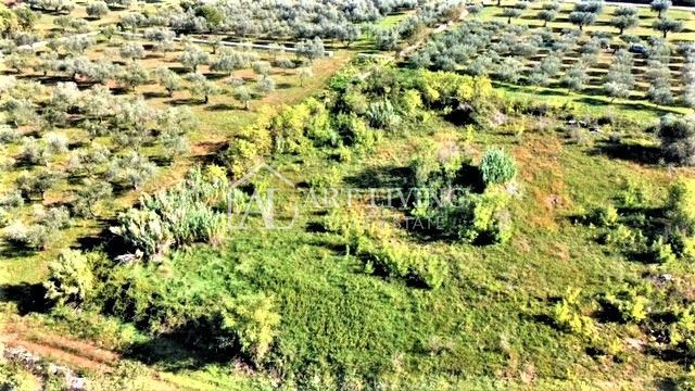 Umag-okolica, zazidljiva parcela 640 m2 na atraktivni lokaciji