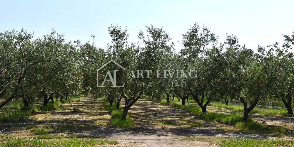 Istra, okolica Novigrada – Čudovito Kmetijsko Zemljišče z Oljčnim Nasadom