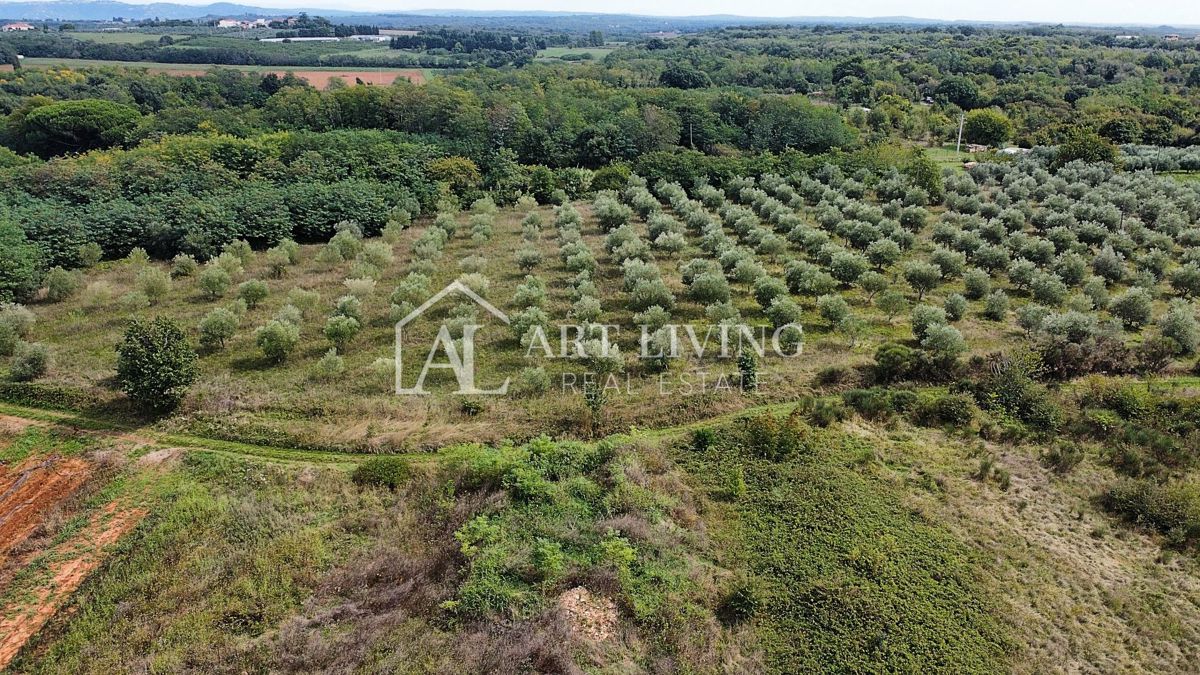 Umag, okolica – Atraktivno kmetijsko zemljišče, 2.600 m² na odlični lokaciji