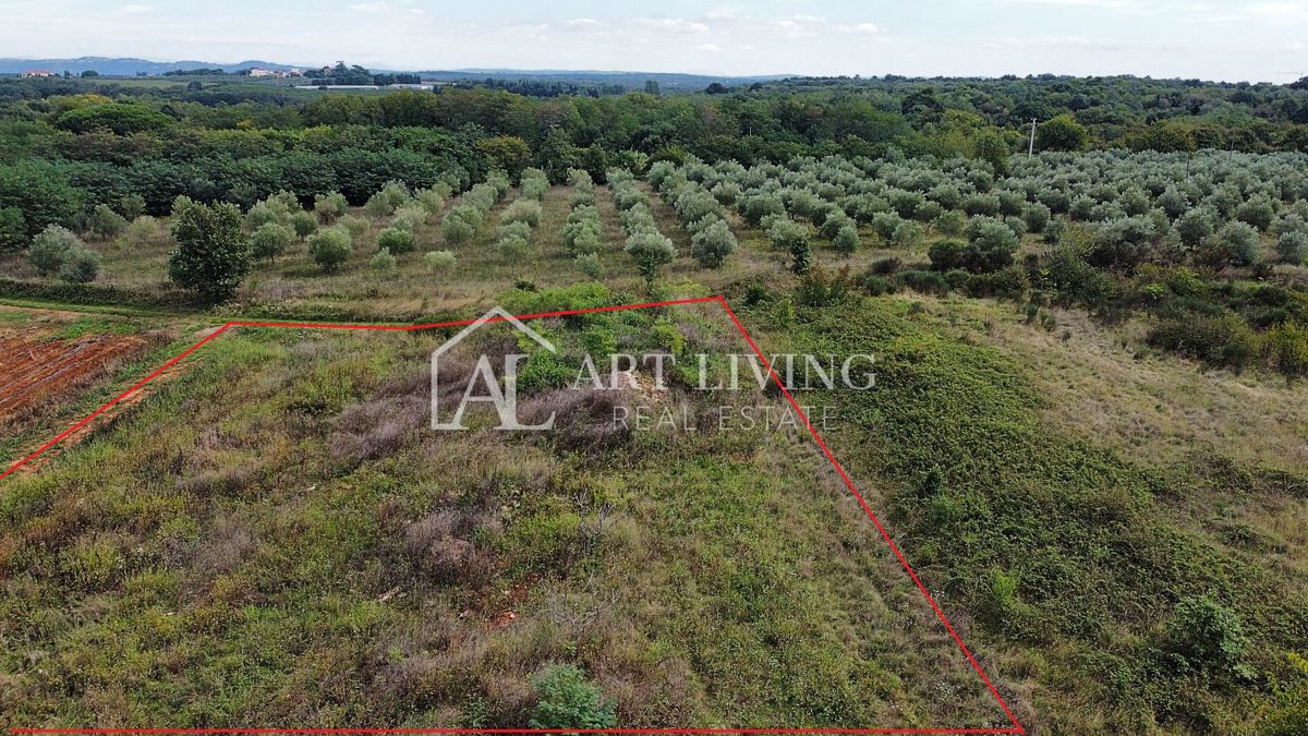 Umag, okolica – Atraktivno kmetijsko zemljišče, 2.600 m² na odlični lokaciji