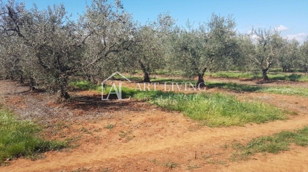 Istra, okolica Novigrada – Vredno kmetijsko zemljišče z oljčnim nasadom