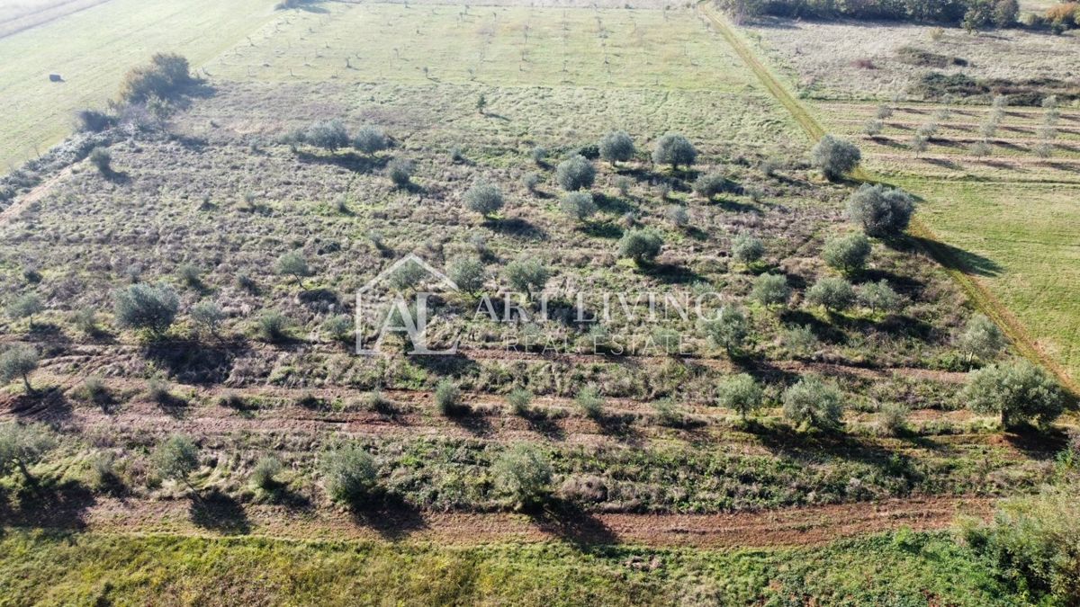 Istra, okolica Novigrada – Čudovita Kmetijska Zemljišča z Oljčnim Nasadom