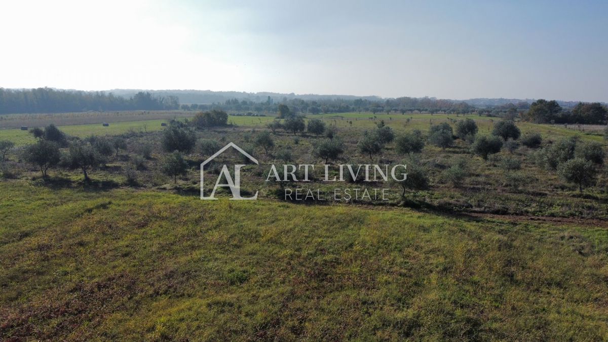 Istra, okolica Novigrada – Čudovita Kmetijska Zemljišča z Oljčnim Nasadom