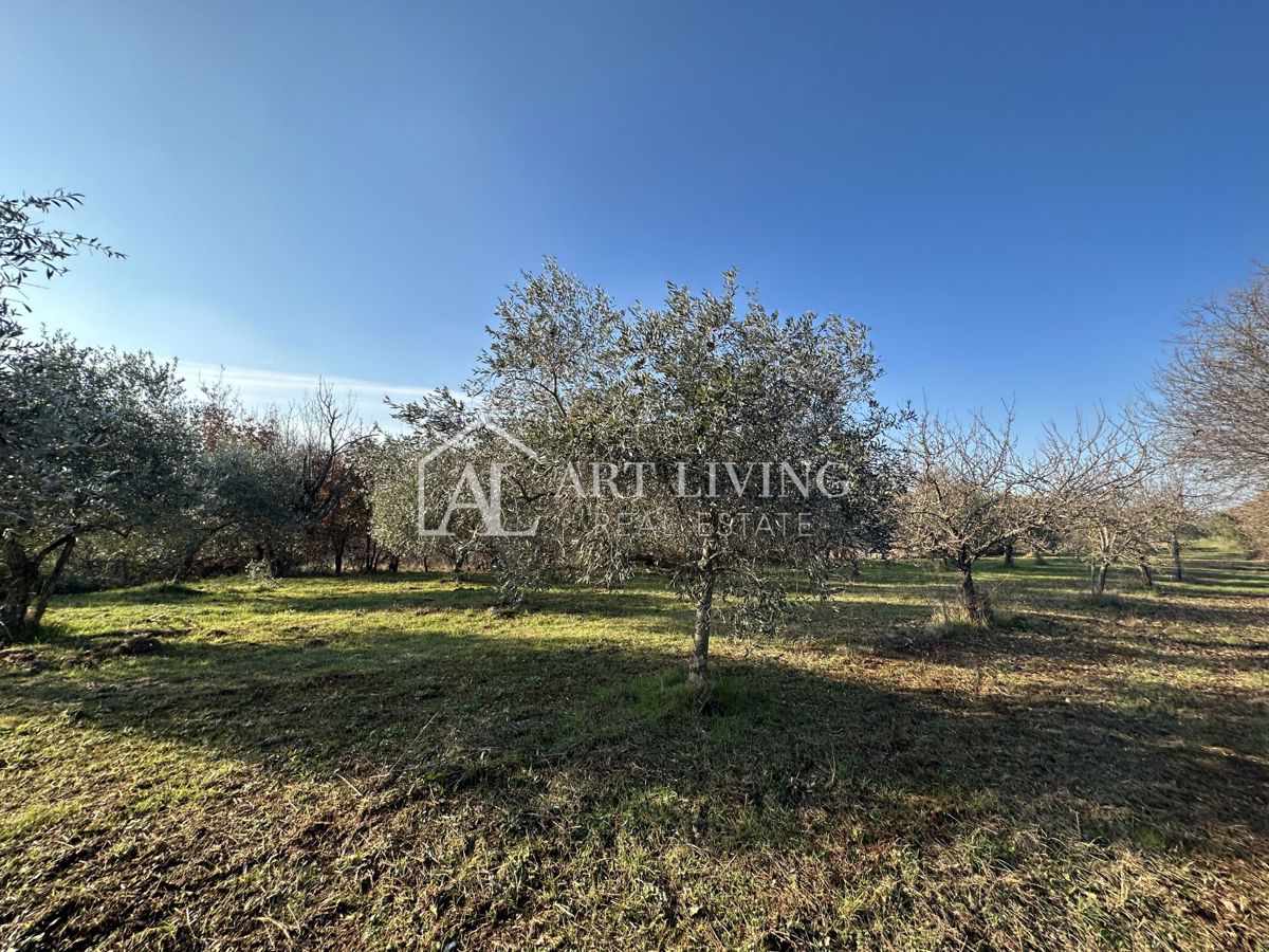 Umag, okolica – privlačno kmetijsko zemljišče z oljčnim nasadom