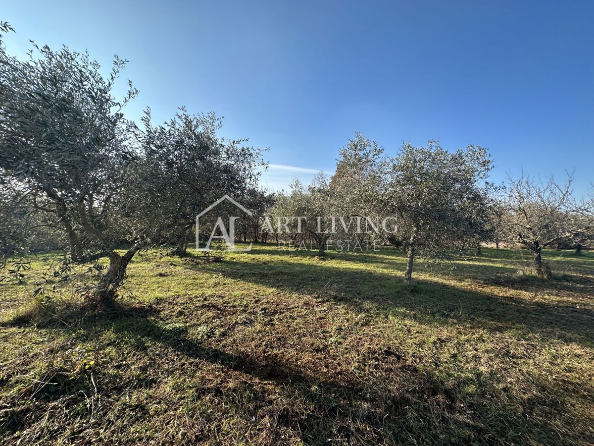 Umag, okolica – privlačno kmetijsko zemljišče z oljčnim nasadom