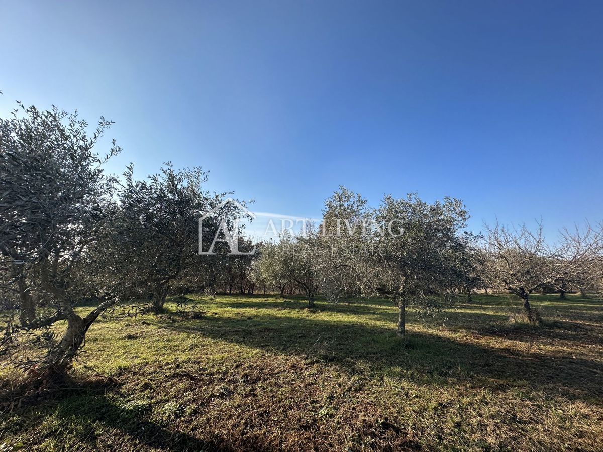 Umag, okolica – privlačno kmetijsko zemljišče z oljčnim nasadom