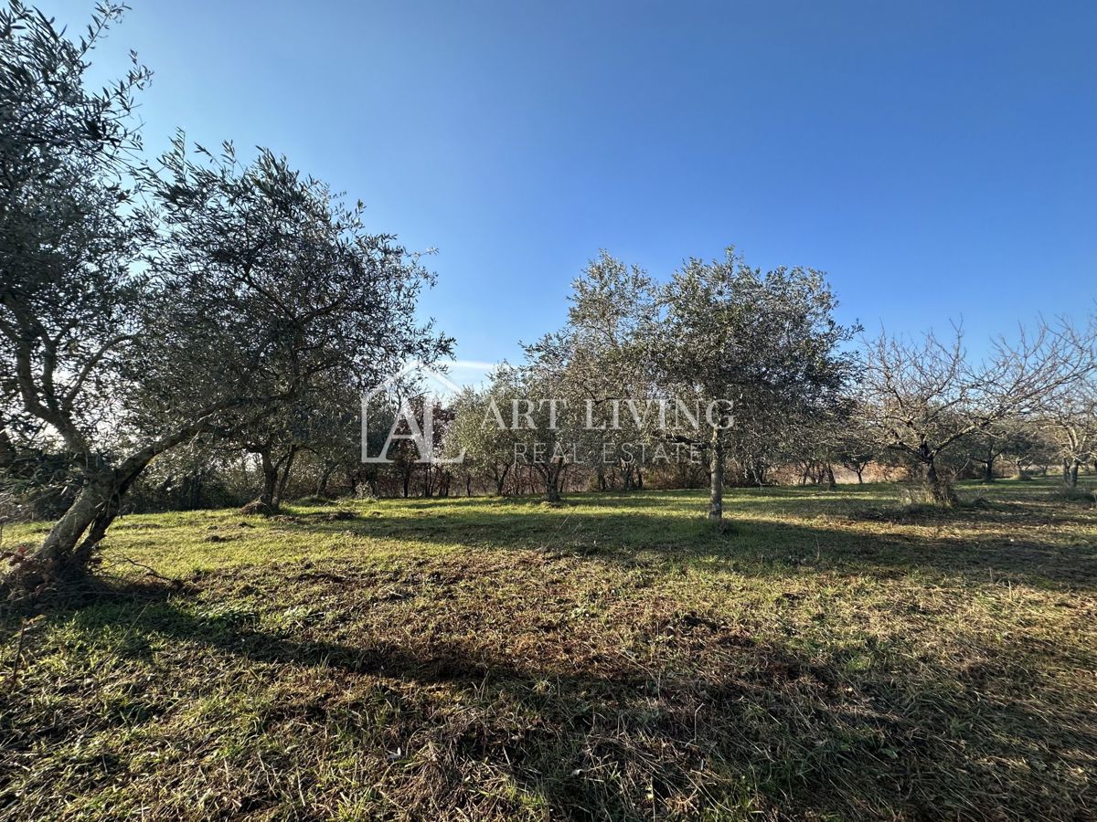 Umag, okolica – privlačno kmetijsko zemljišče z oljčnim nasadom