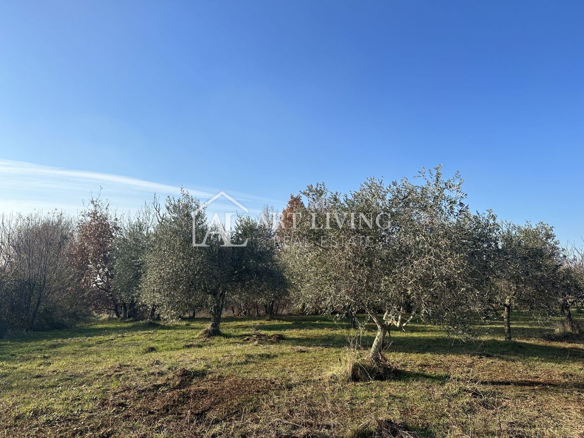Umag, okolica – privlačno kmetijsko zemljišče z oljčnim nasadom