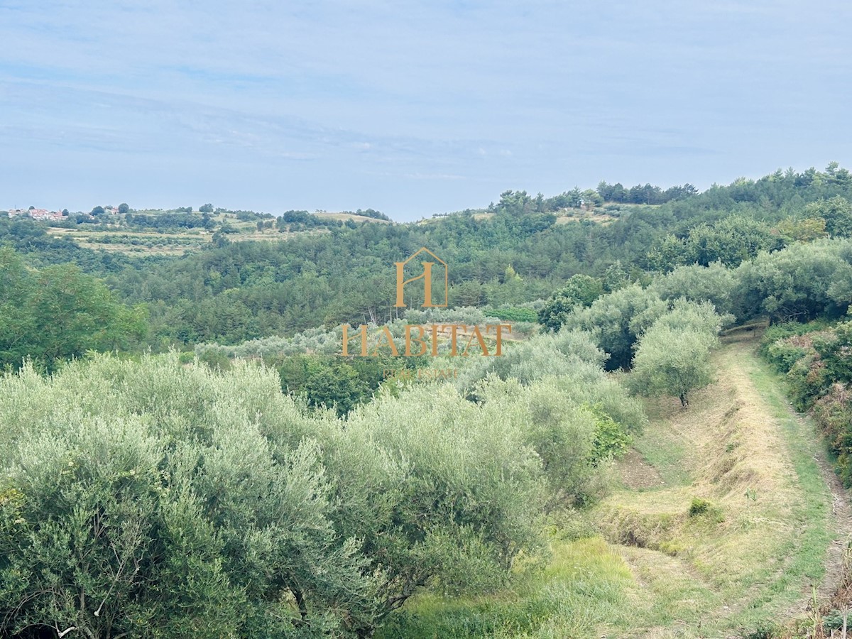 Istra, Draguć, Istrska postaja, 3 nepremičnine, narava