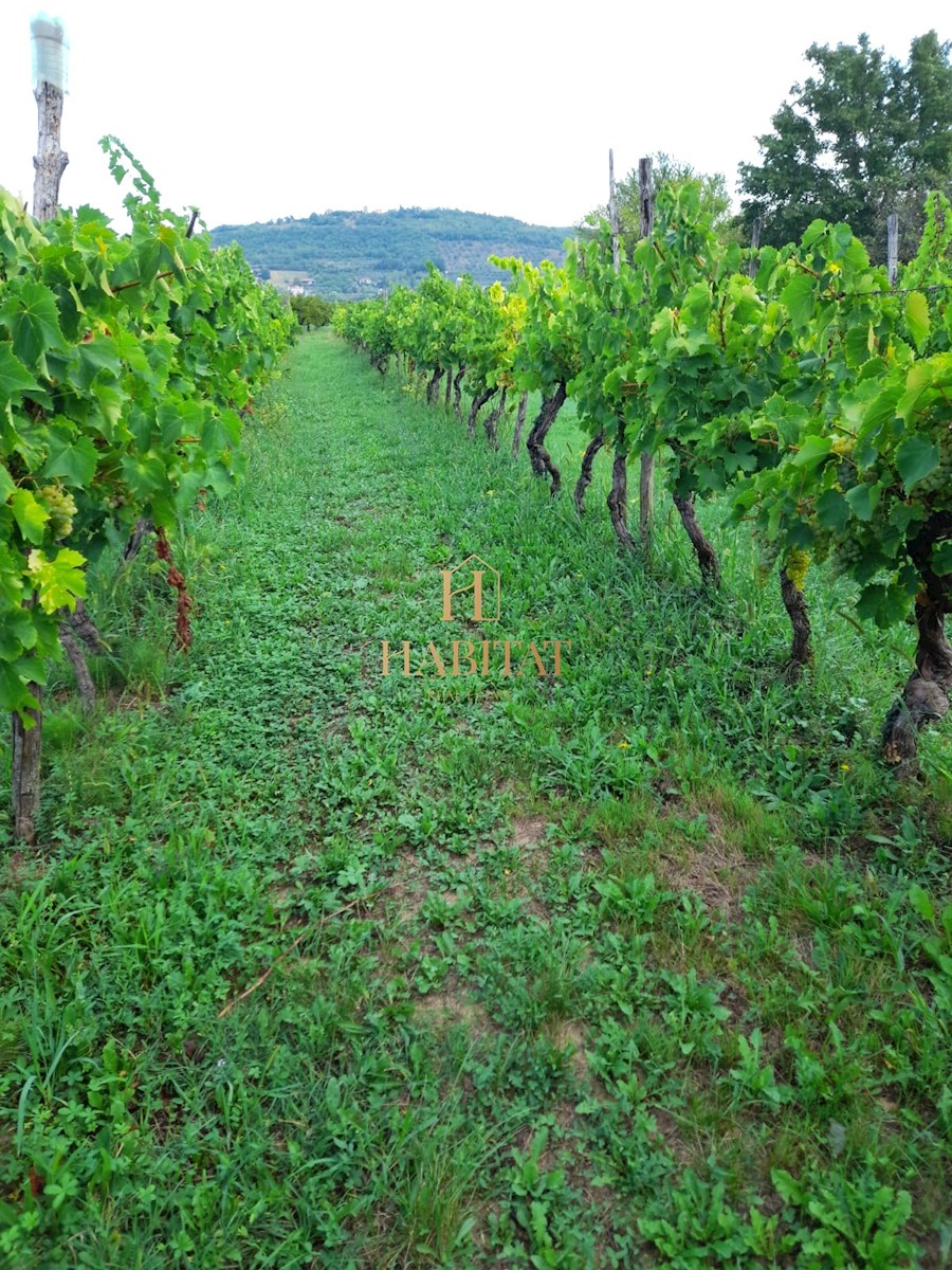 Istra, Plovanija, Vinograd 6.000m2, prodamo