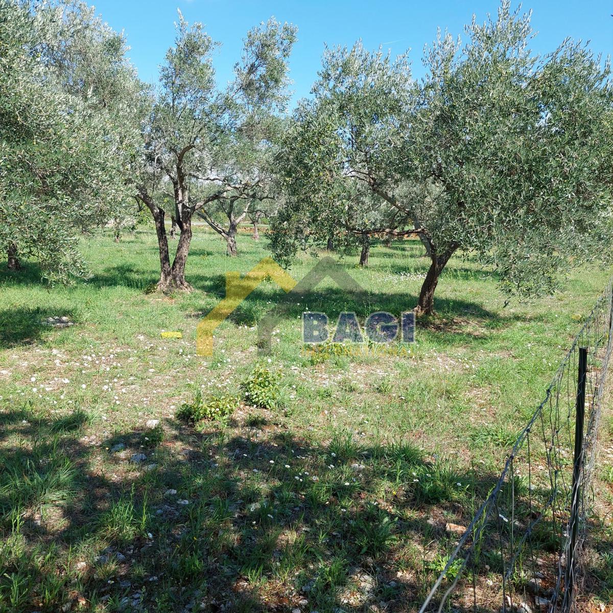 Istra - Velik oljčni nasad in skupna površina 13979 m2
