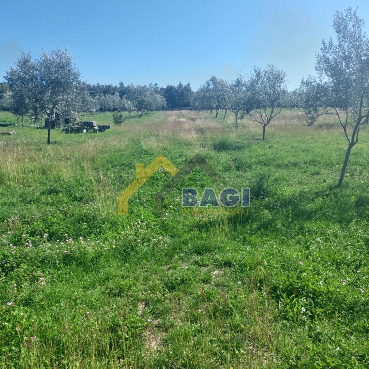 Istra - Velik oljčni nasad in skupna površina 13979 m2