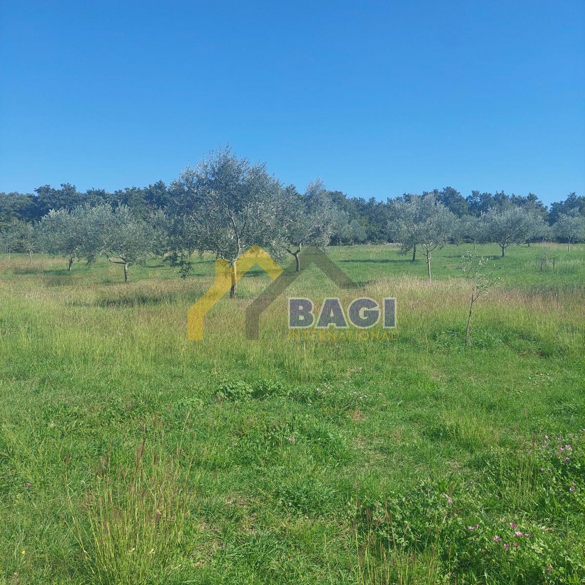 Istra - Velik oljčni nasad in skupna površina 13979 m2
