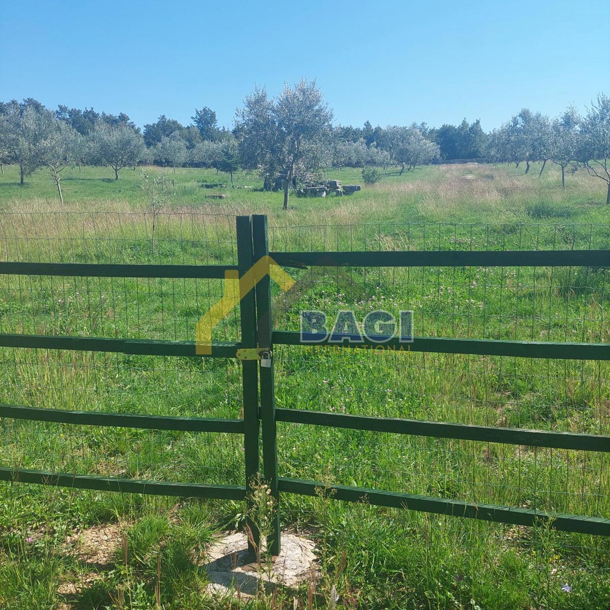 Istra - Velik oljčni nasad in skupna površina 13979 m2