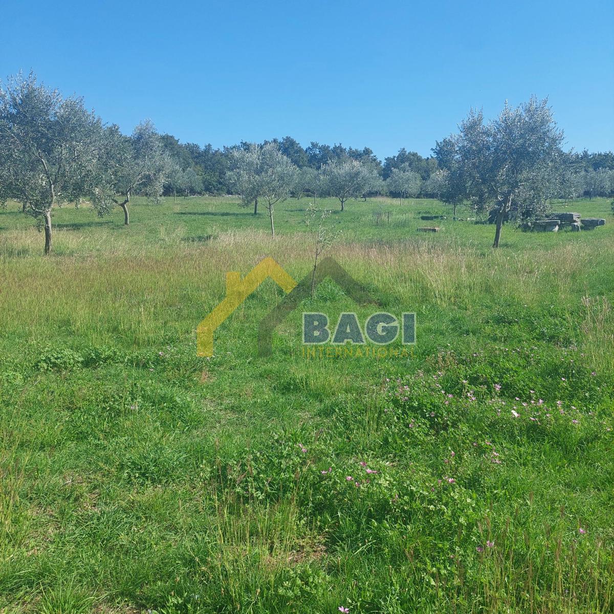 Istra - Velik oljčni nasad in skupna površina 13979 m2