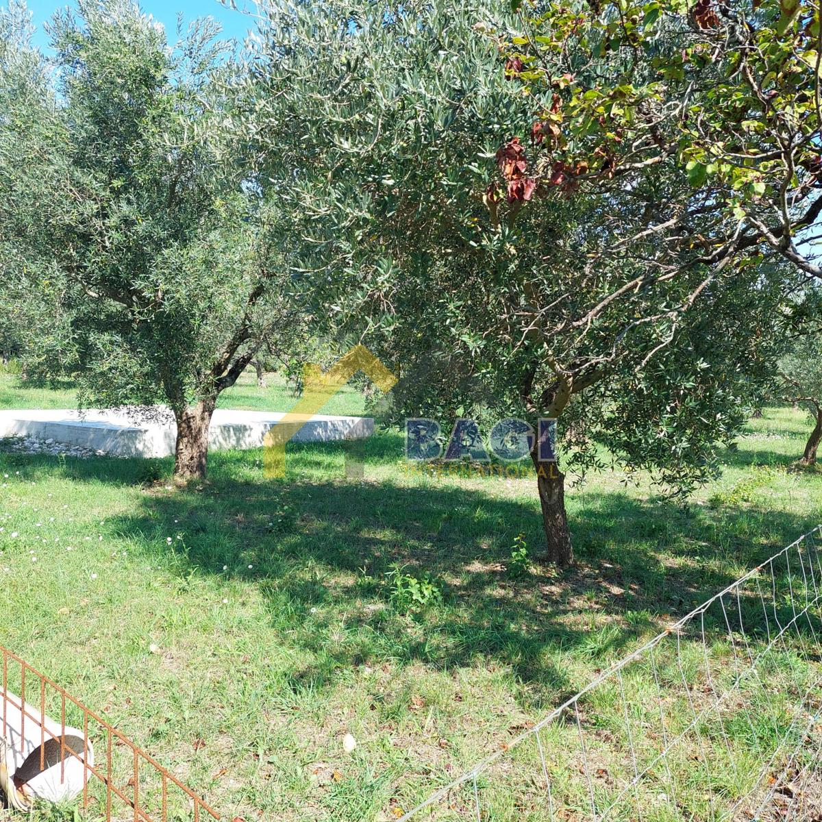 PRODAJA-ISTRA-JURŠIĆI-OLJČNA DREVESA 2037m2