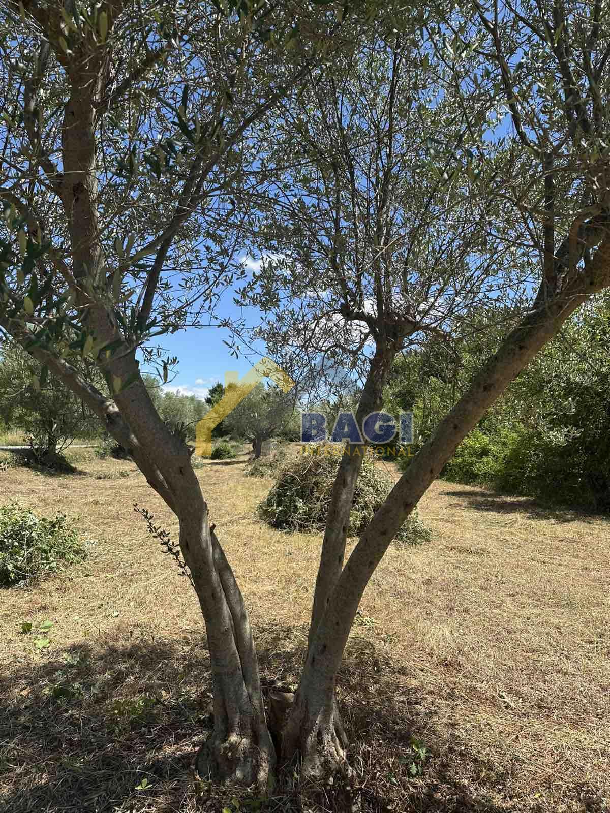 PRODAJA OLJČNEGA NASADA BALE - ARROWLAND 3060 m2