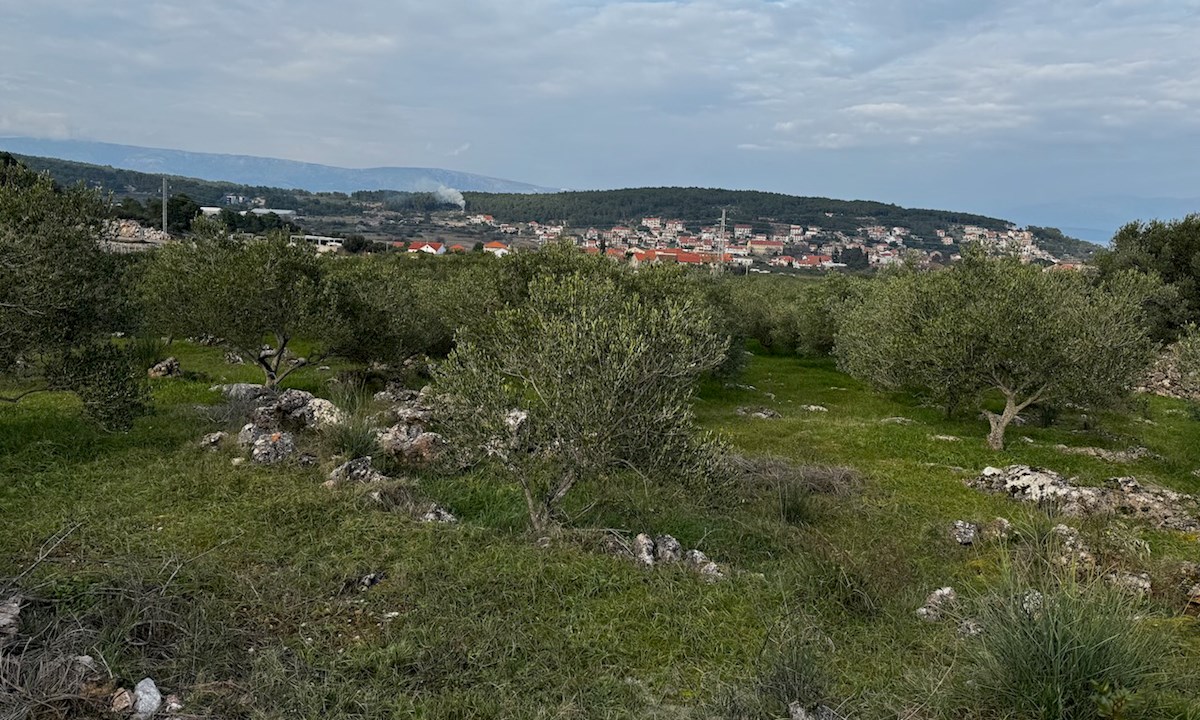 Očarljiv oljčni nasad na otoku Hvaru, blizu Jelse