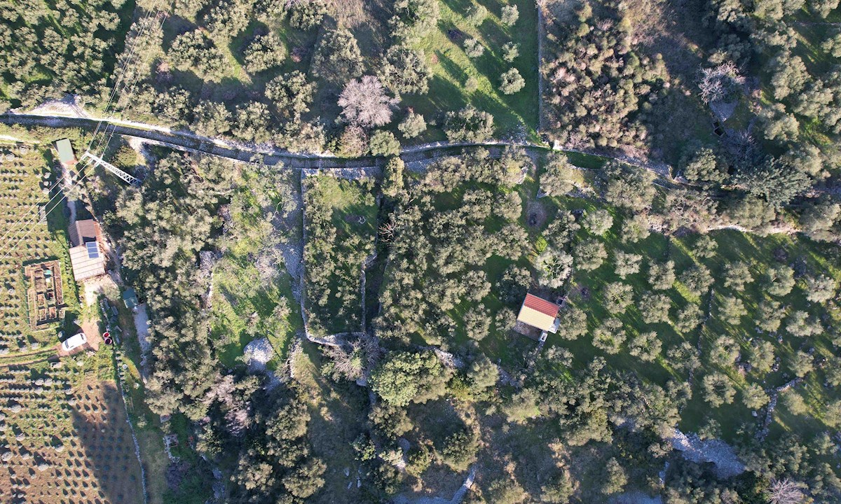 Očarljiv oljčni nasad na otoku Hvaru, blizu Jelse
