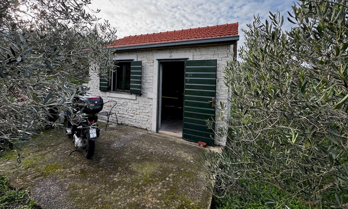 Očarljiv oljčni nasad na otoku Hvaru, blizu Jelse