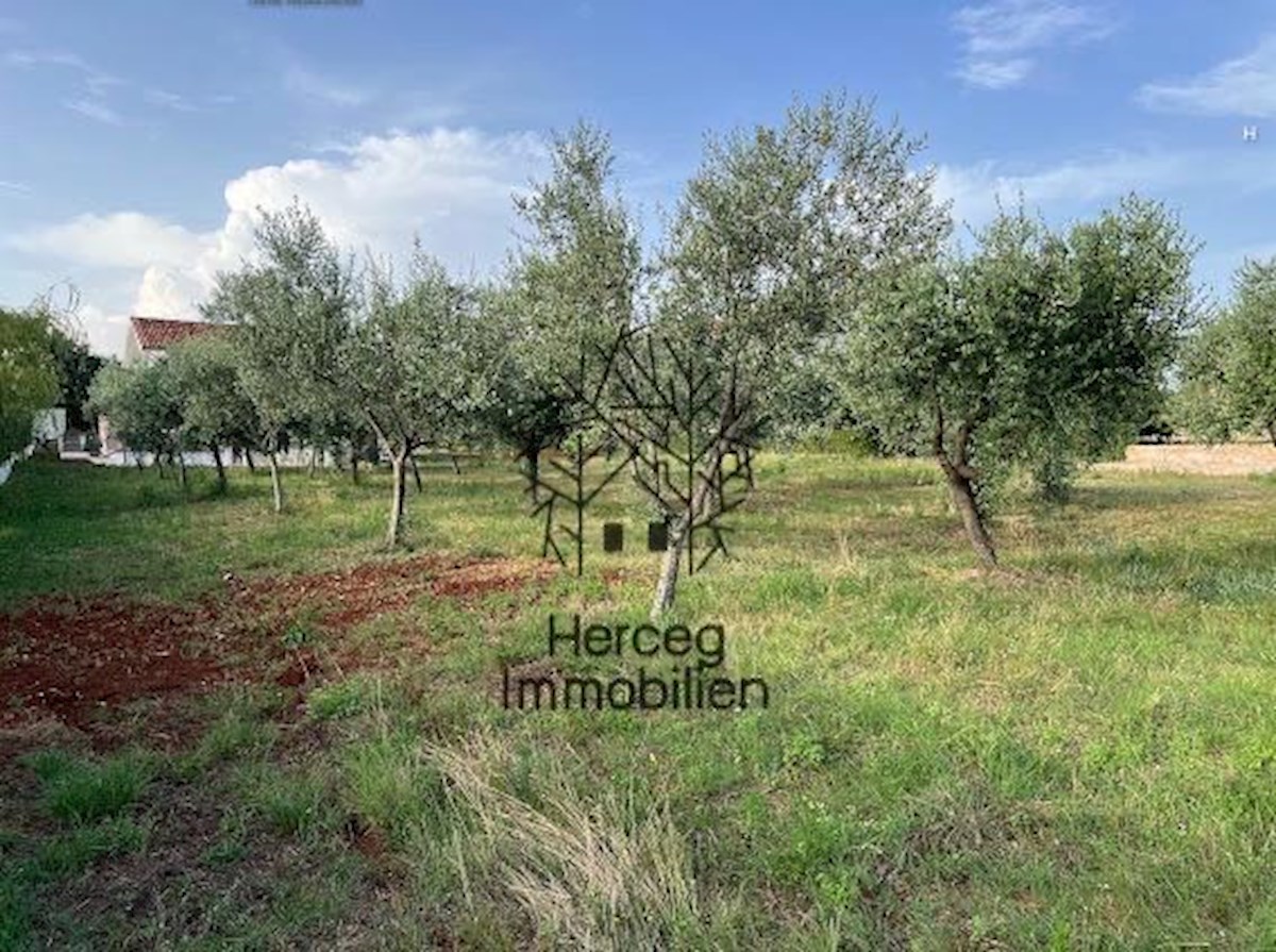 POREČ - Hiša z oljčnim nasadom - več kot 3000 m²