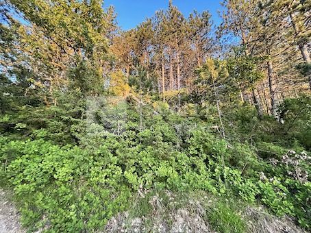 Zemljišče Krušvari, Buzet, 20.000m2