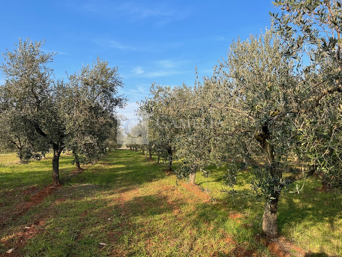 Zemljišče Novigrad, 5.000m2