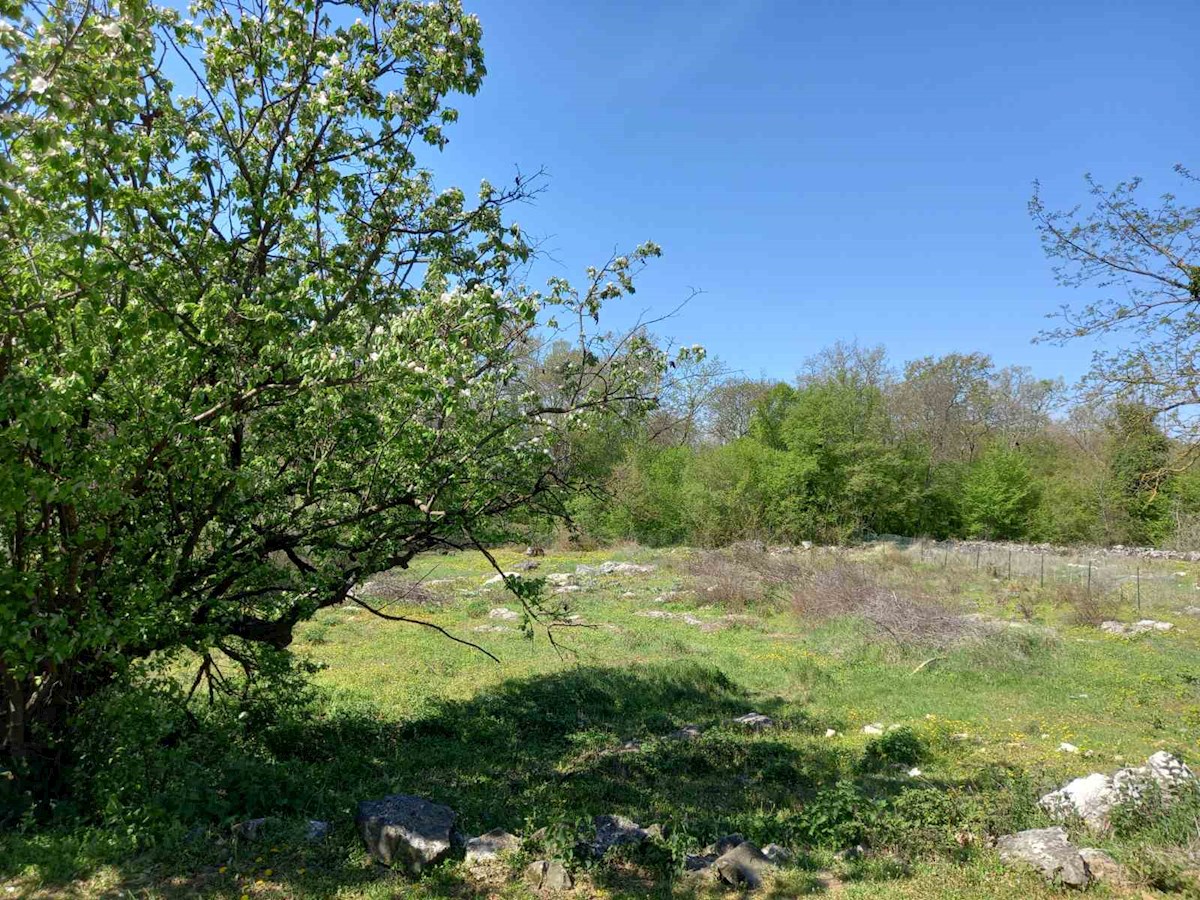 Vrsar, okolica, zazidljiva parcela 4 km od morja