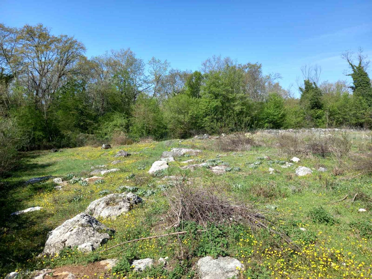 Vrsar, okolica, zazidljiva parcela 4 km od morja