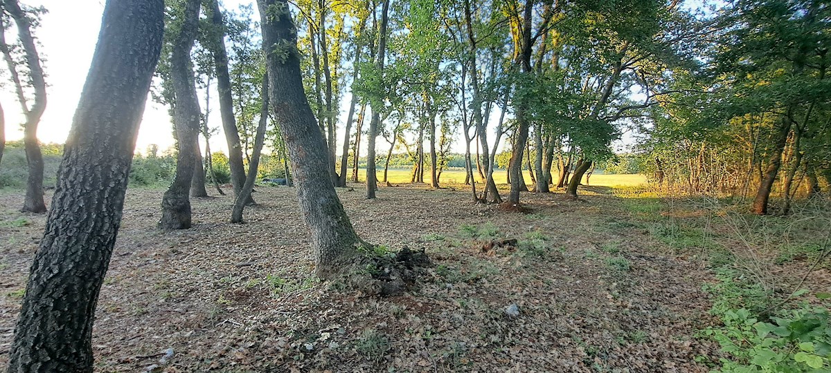 ISTRA, Brtonigla, prodamo gradbeno zemljišče 1000 m2,