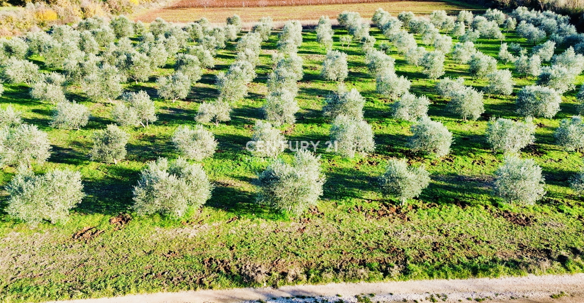 TAR, OKOLICA, OLJČNJAK SAMO 500 METROV OD MORJA