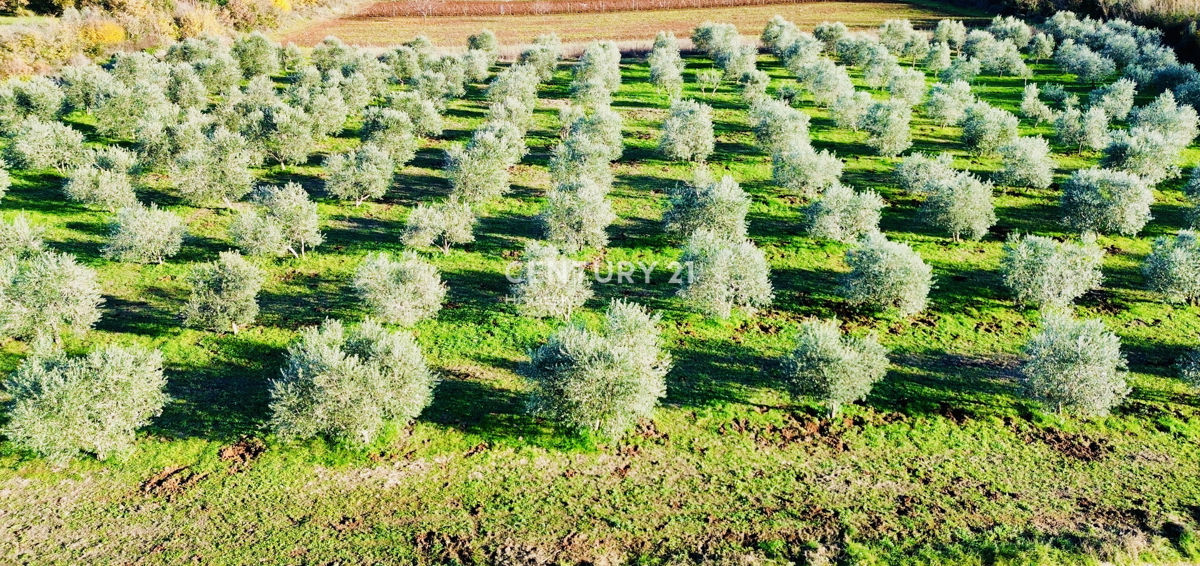 TAR, OKOLICA, OLJČNJAK SAMO 500 METROV OD MORJA