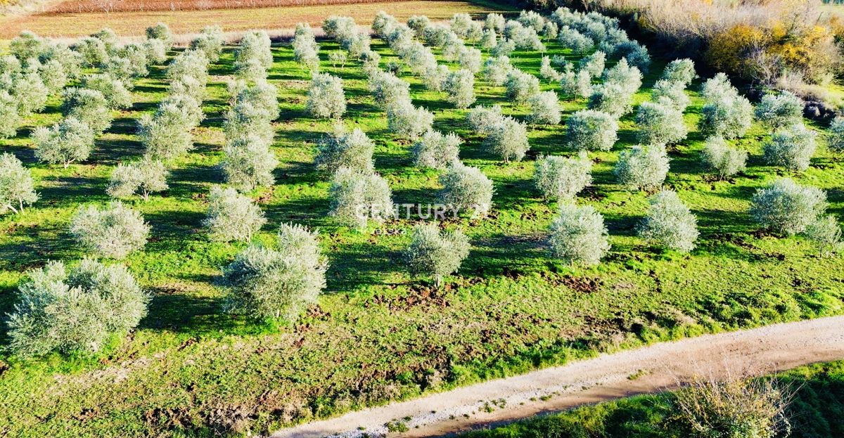 TAR, OKOLICA, OLJČNJAK SAMO 500 METROV OD MORJA