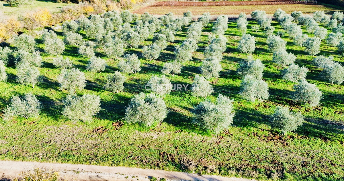 TAR, OKOLICA, OLJČNJAK SAMO 500 METROV OD MORJA