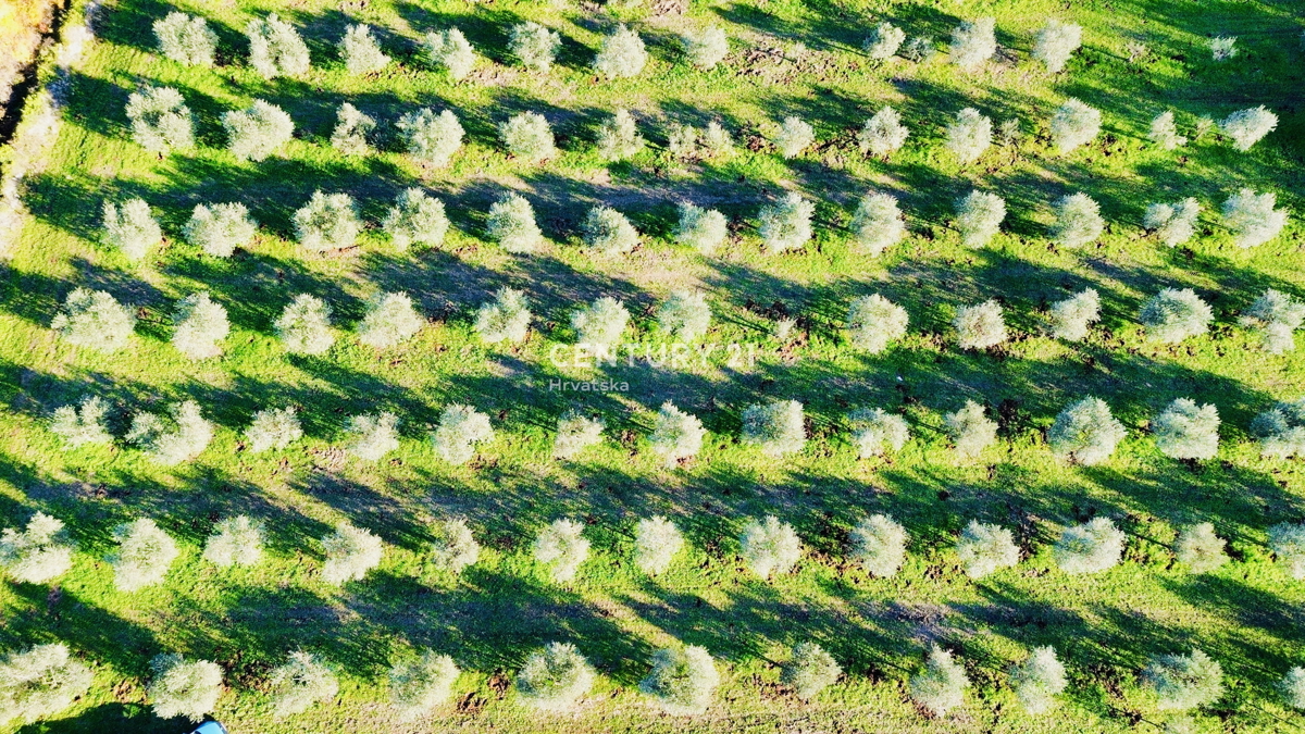 TAR, OKOLICA, OLJČNJAK SAMO 500 METROV OD MORJA