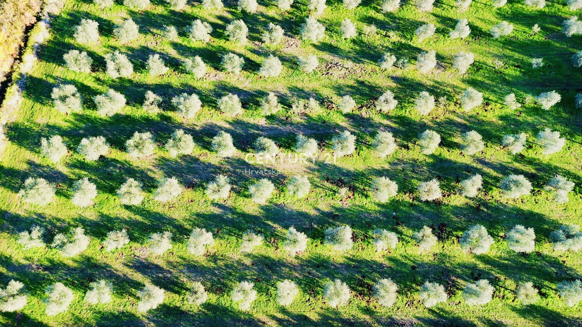 TAR, OKOLICA, OLJČNJAK SAMO 500 METROV OD MORJA