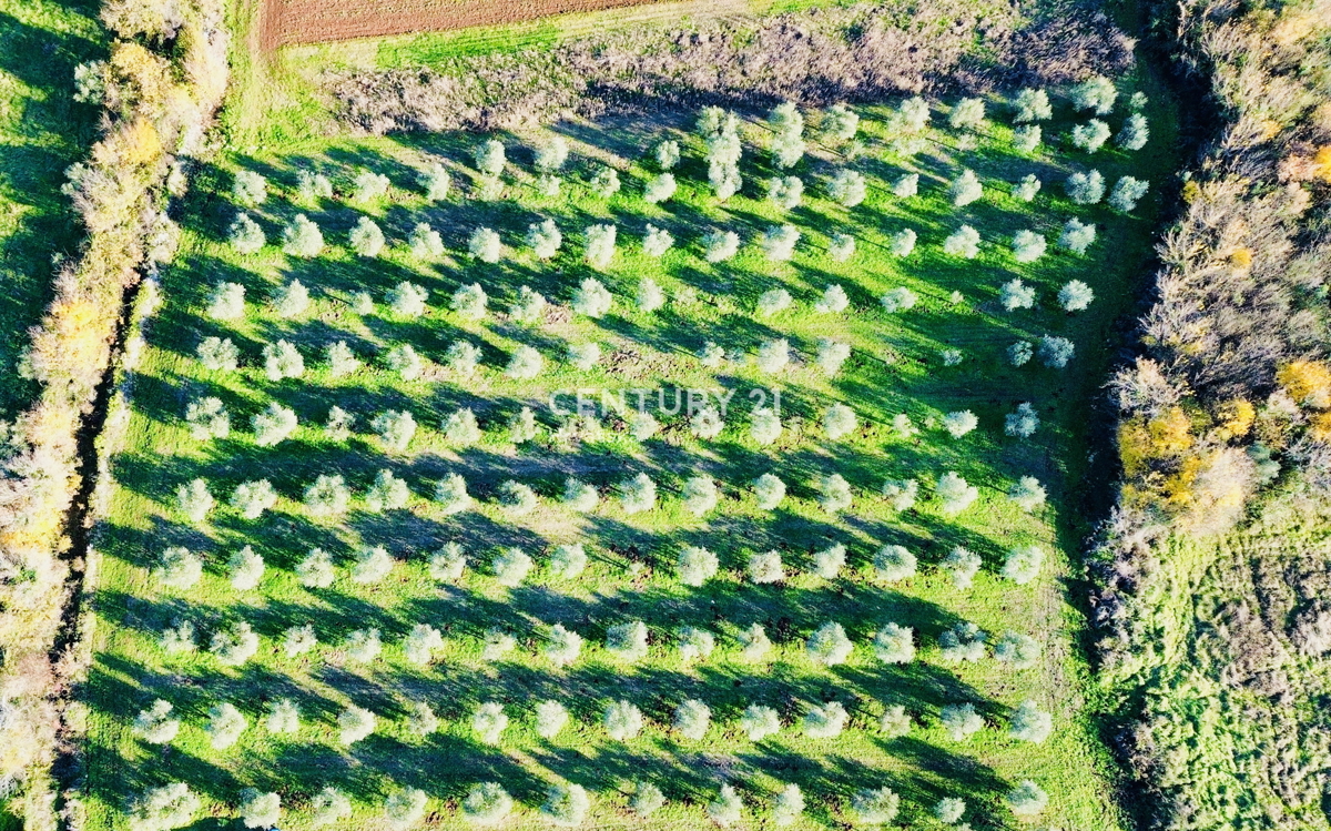 TAR, OKOLICA, OLJČNJAK SAMO 500 METROV OD MORJA