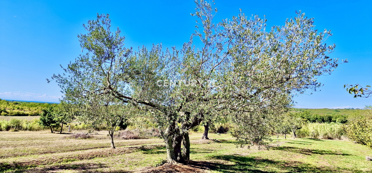 UMAG, OKOLICA, FANTASTIČNA HIŠA Z RAZGLEDOM NA MORJE, PRILOŽNOST!!