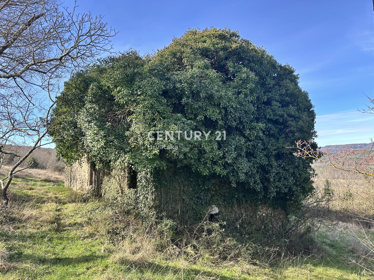 ISTRA, BOLJUN, KAMENA RUŠEVINA Z VELIKIM ZAZIDANIM OKOLIŠEM IN ODPRTIM POGLEDOM NA NARAVO