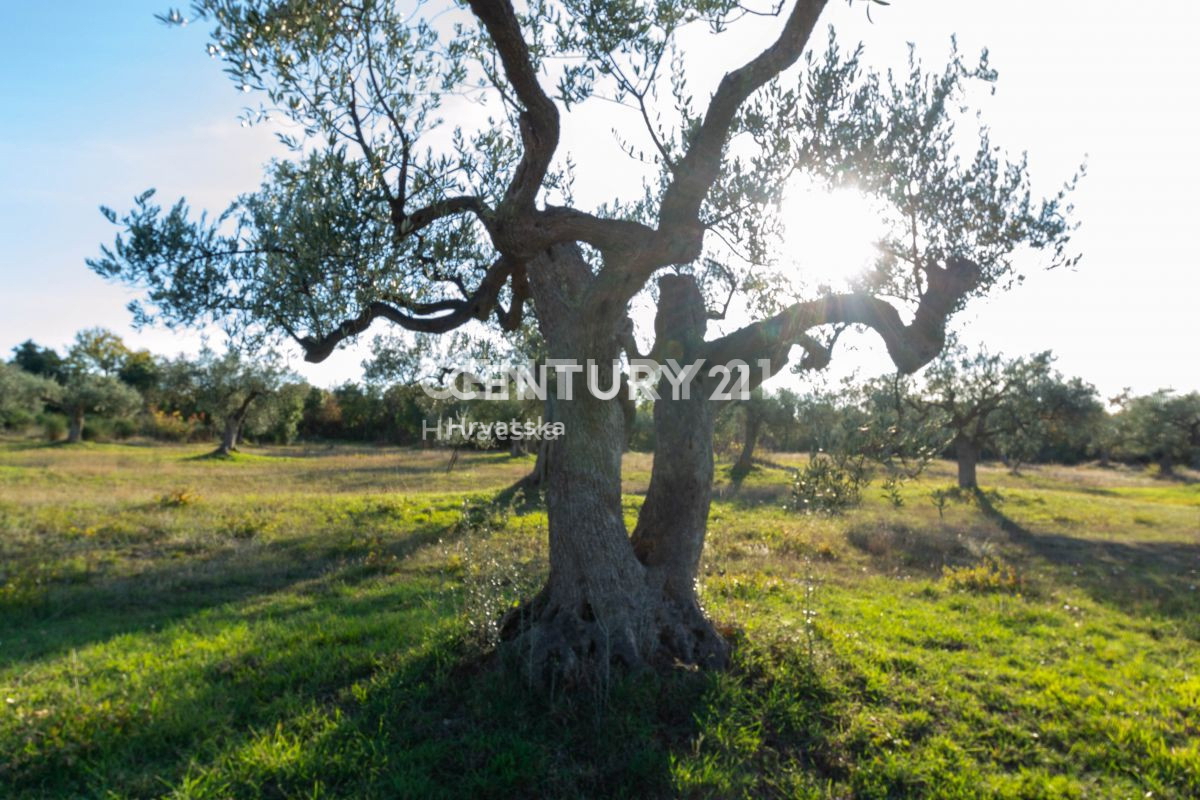 Prodaja, zemljišče, kmetijska površina, Istarska županija, Rovinj