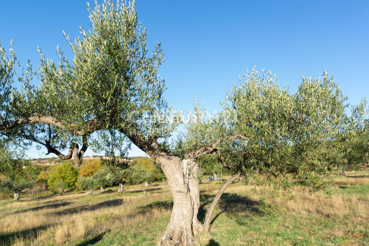 Prodaja, zemljišče, kmetijska površina, Istarska županija, Rovinj