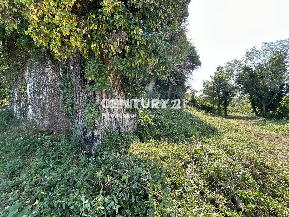 Prodaja, Hiša, Samostojna, Istarska županija, Buje