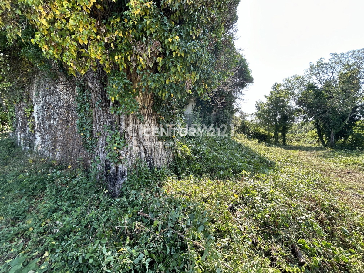Prodaja, Hiša, Samostojna, Istarska županija, Buje