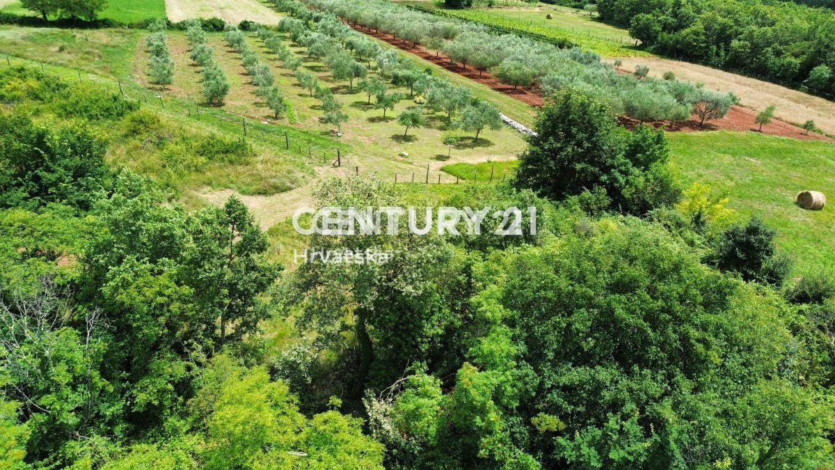 Prodaja, Hiša, Samostojna, Istarska županija, Buje