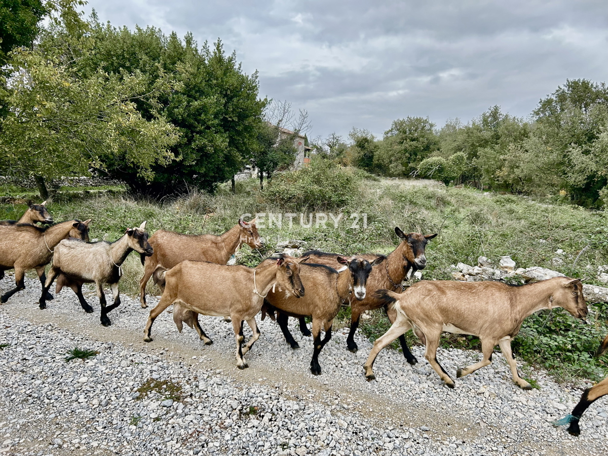 SVETI LOVREČ, OKOLICA, AVTOHTONO ISTARSKO POSESTVO