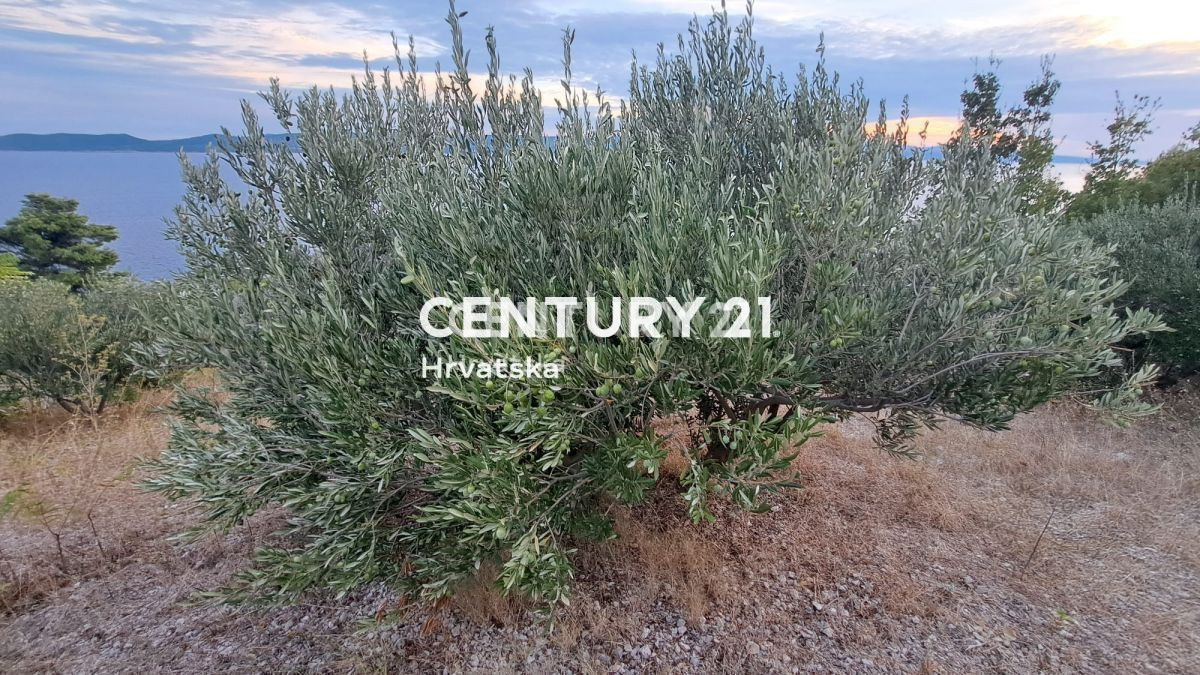 OMIŠ, PISAK, KMETIJSKO ZEMLJIŠČE (OLJČNJAK) 100 M OD MORJA